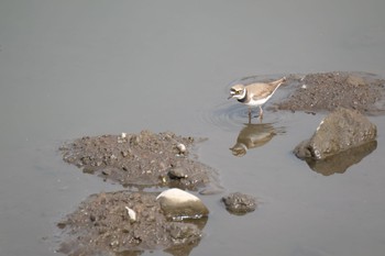 Little Ringed Plover 門池公園(沼津市) Sun, 4/23/2023