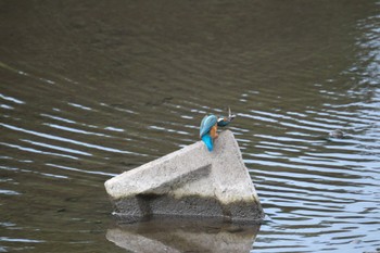 Common Kingfisher 門池公園(沼津市) Sun, 4/23/2023