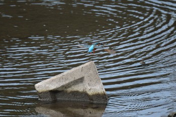 Common Kingfisher 門池公園(沼津市) Sun, 4/23/2023