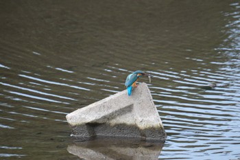 Common Kingfisher 門池公園(沼津市) Sun, 4/23/2023