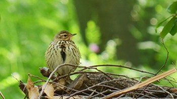 2023年4月23日(日) 大阪城公園の野鳥観察記録