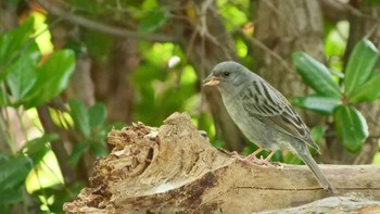 Grey Bunting Osaka castle park Sun, 4/23/2023