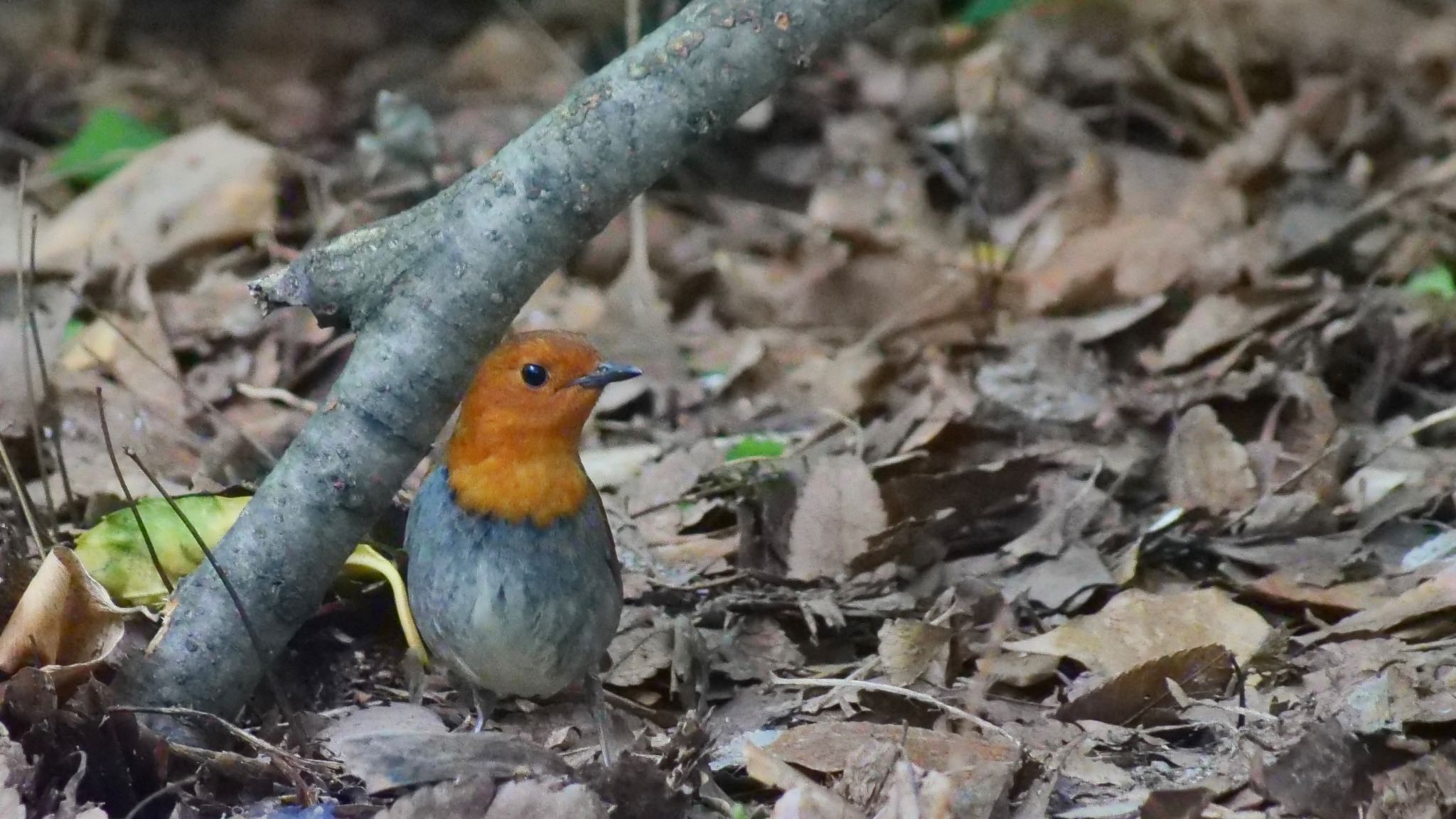 Photo of Japanese Robin at Osaka castle park by コゲラ