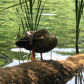 カルガモ 東京 井ノ頭公園 2018年6月4日(月)