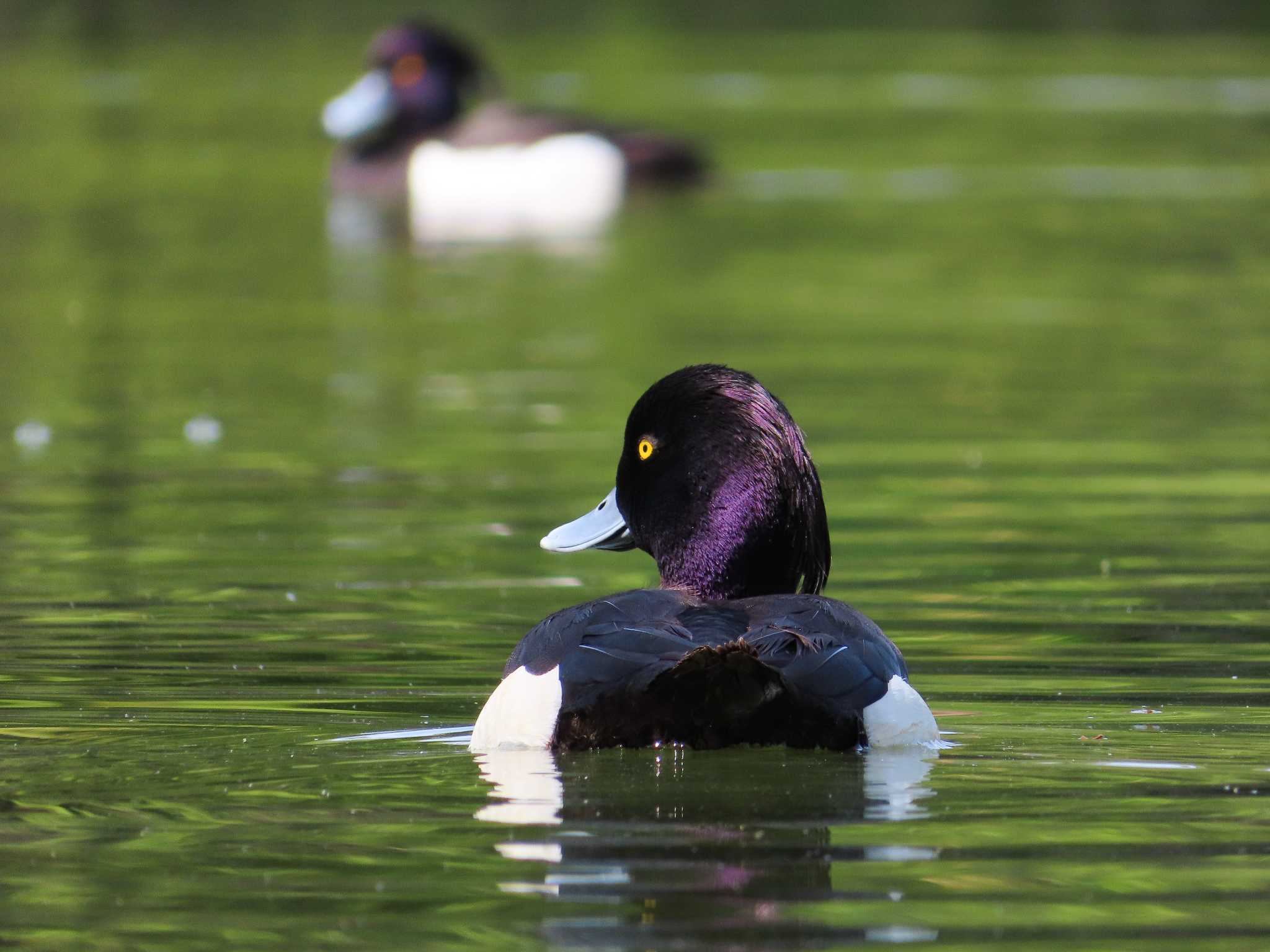 大池親水公園 キンクロハジロの写真