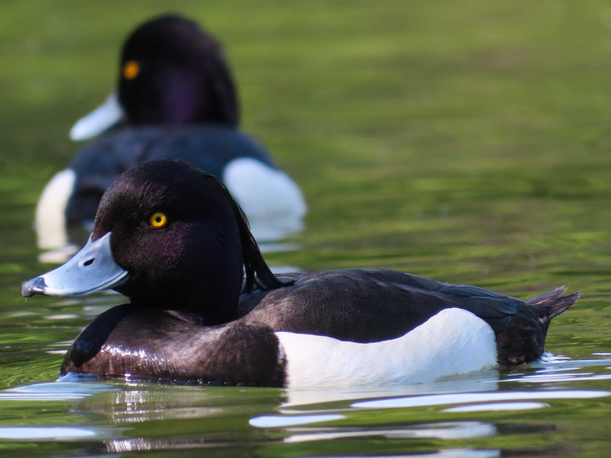 大池親水公園 キンクロハジロの写真