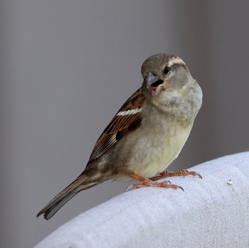 House Sparrow ハワイ島 Sun, 4/2/2023