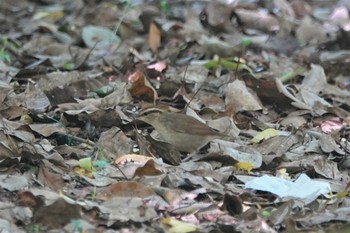 Asian Stubtail 愛知県 Sat, 4/22/2023