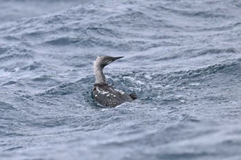 Black-throated Loon 下田神津島航路 Sun, 4/23/2023