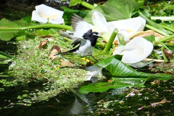 Japanese Wagtail 源兵衛川 Sun, 4/16/2023