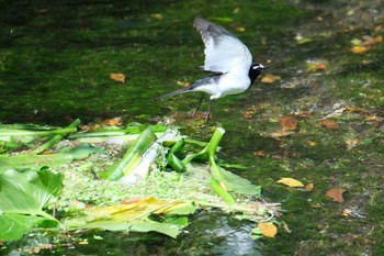 Japanese Wagtail 源兵衛川 Sun, 4/16/2023