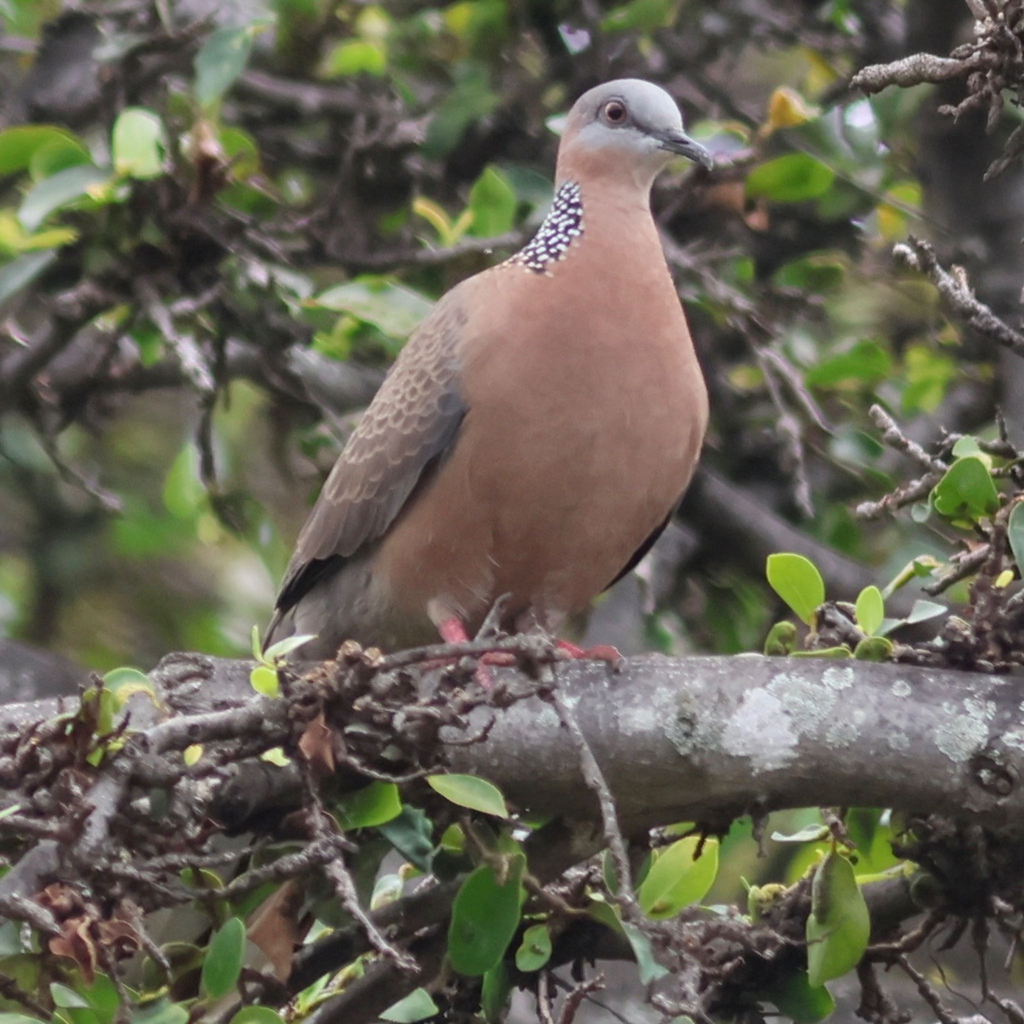 ハワイの鳩　その2