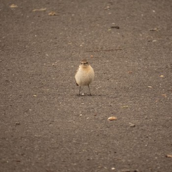 Amur Stonechat 東屯田遊水地 Sun, 4/23/2023