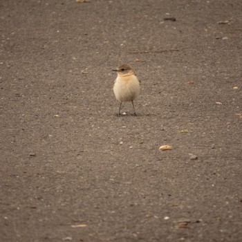 Amur Stonechat 東屯田川遊水地 Sun, 4/23/2023