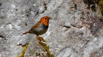 2023年4月23日(日) 南牧村八ヶ岳山麓の野鳥観察記録