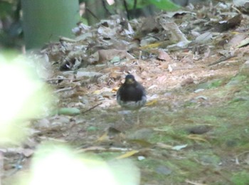 Japanese Thrush 長浜 Sat, 4/22/2023