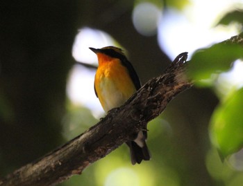 Narcissus Flycatcher 長浜 Sat, 4/22/2023