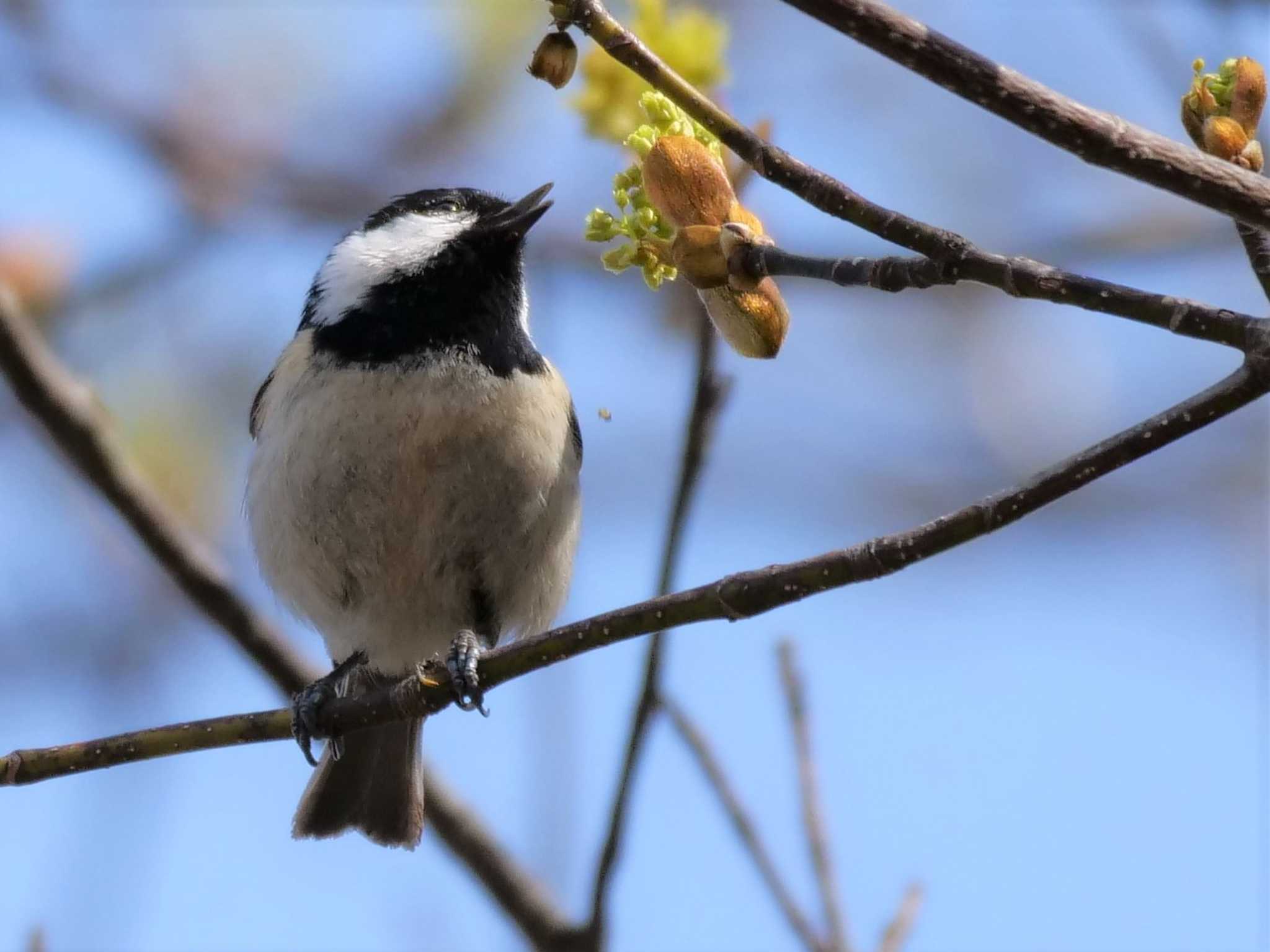 カエデの花とヒガラ