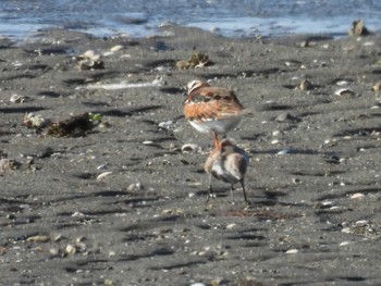 Ruddy Turnstone 伊勢市大湊海岸 Sat, 4/22/2023