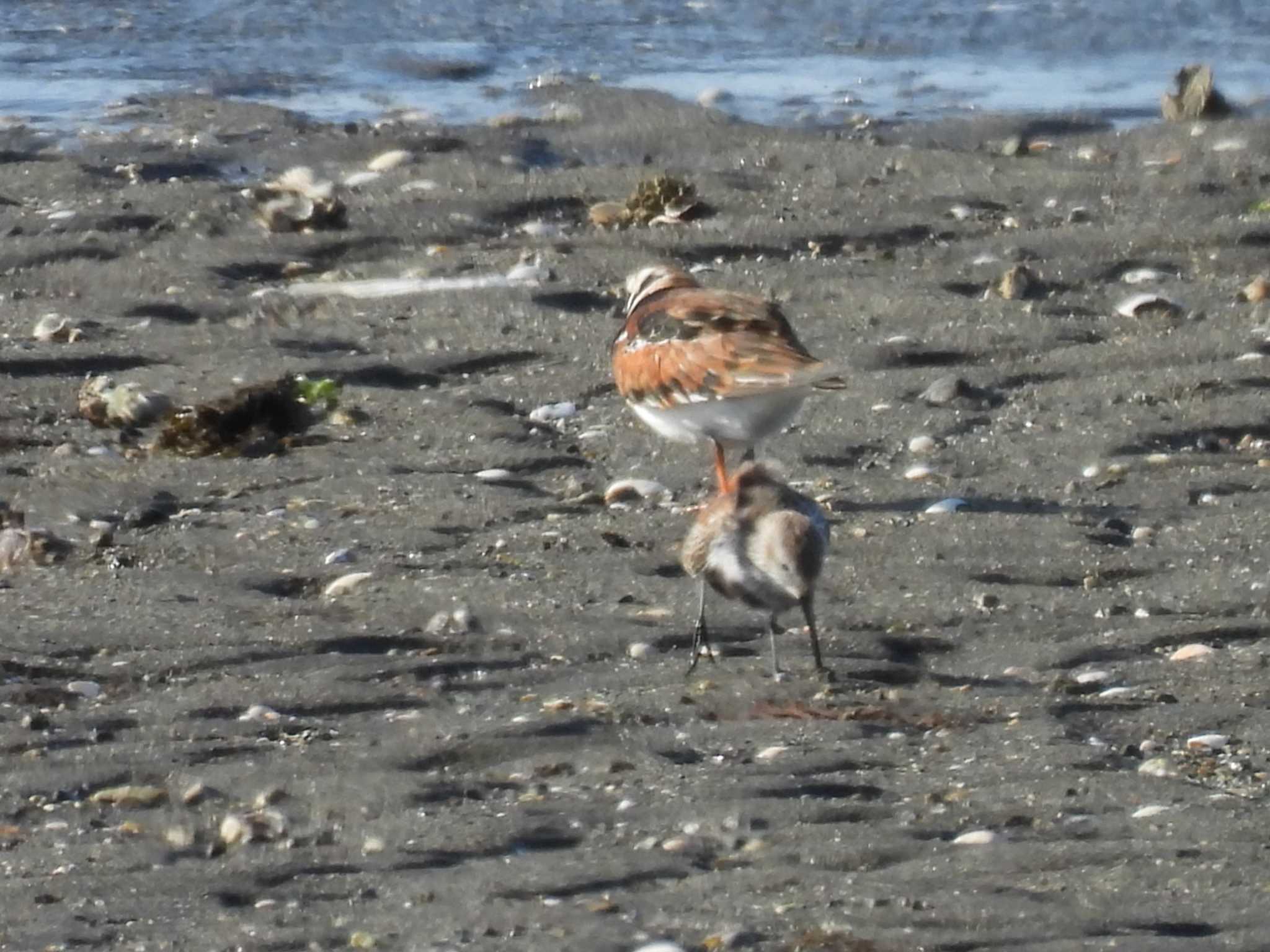 Photo of Ruddy Turnstone at 伊勢市大湊海岸 by aquilla