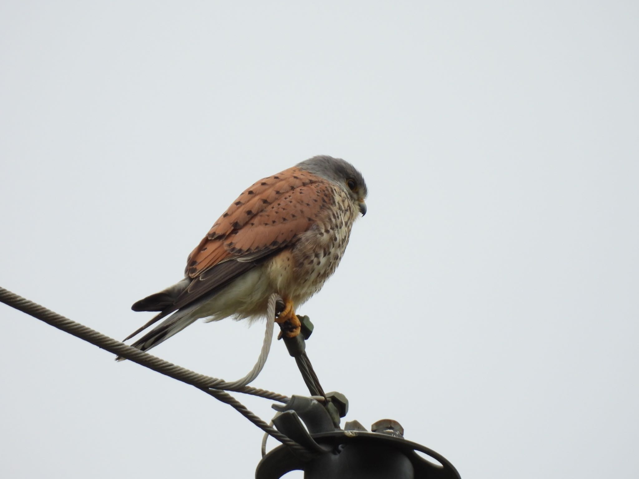 Photo of Common Kestrel at 東京都稲城市 by 鳥散歩