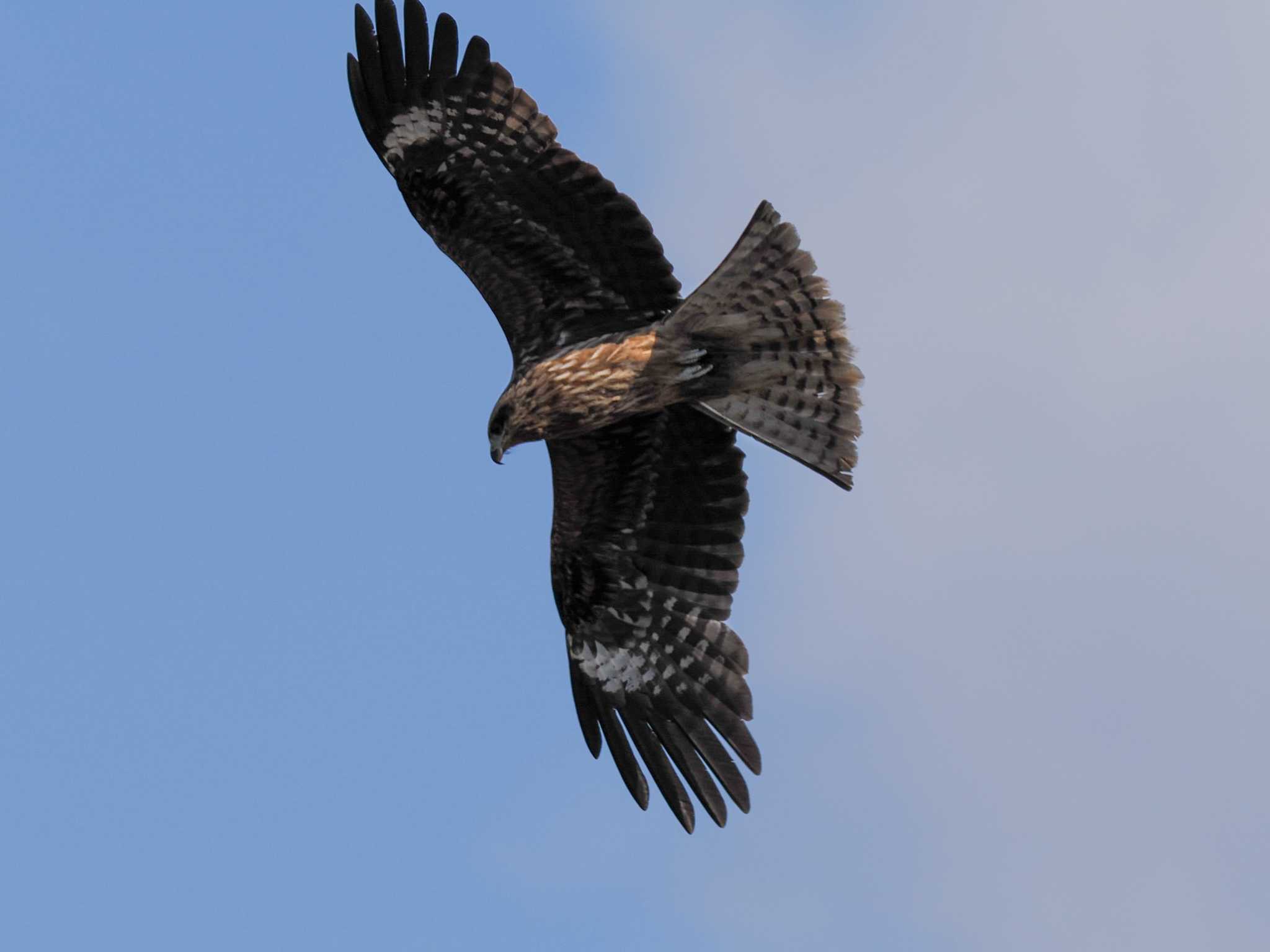 Photo of Black Kite at 水と生きものの郷トゥ・ペッ by 98_Ark (98ｱｰｸ)