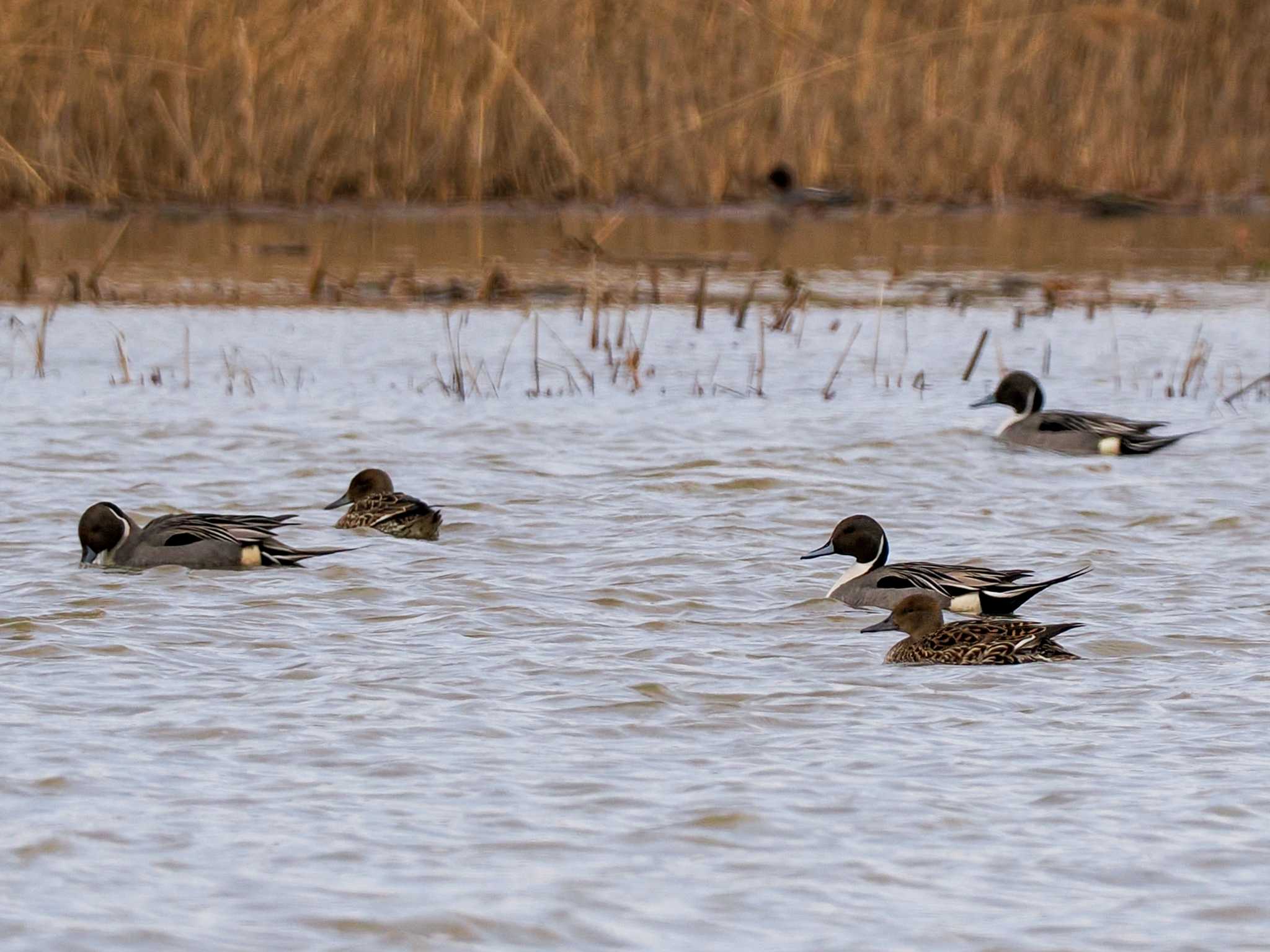 Photo of Northern Pintail at 水と生きものの郷トゥ・ペッ by 98_Ark (98ｱｰｸ)