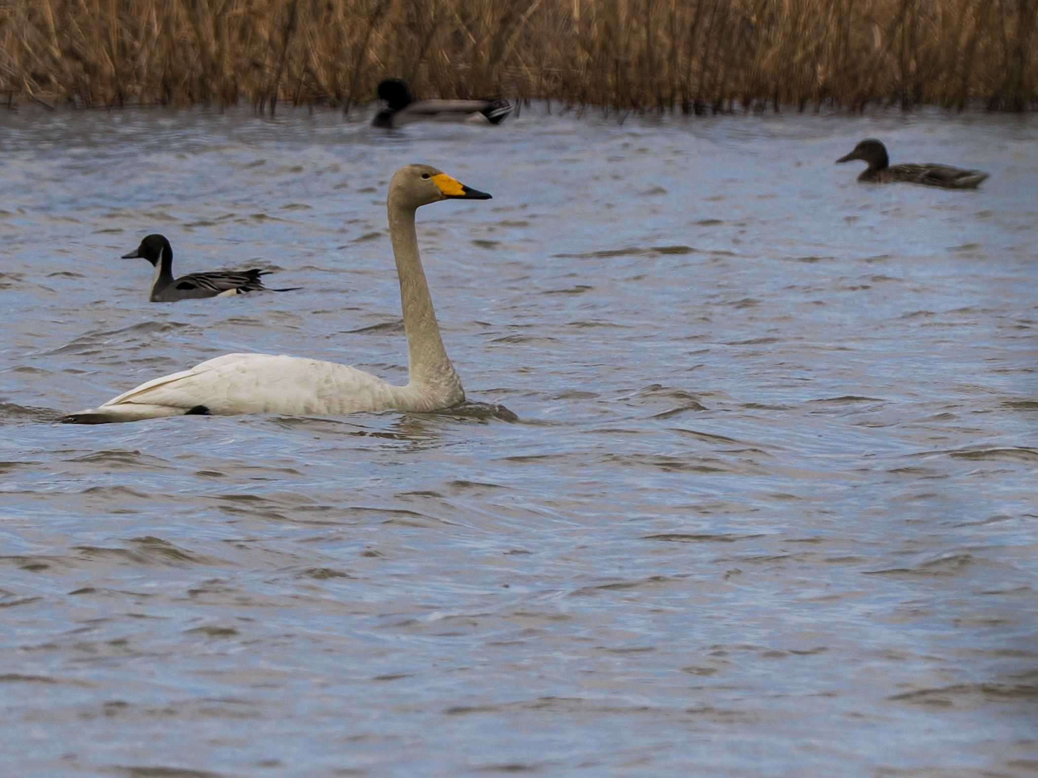 Photo of Northern Pintail at 水と生きものの郷トゥ・ペッ by 98_Ark (98ｱｰｸ)