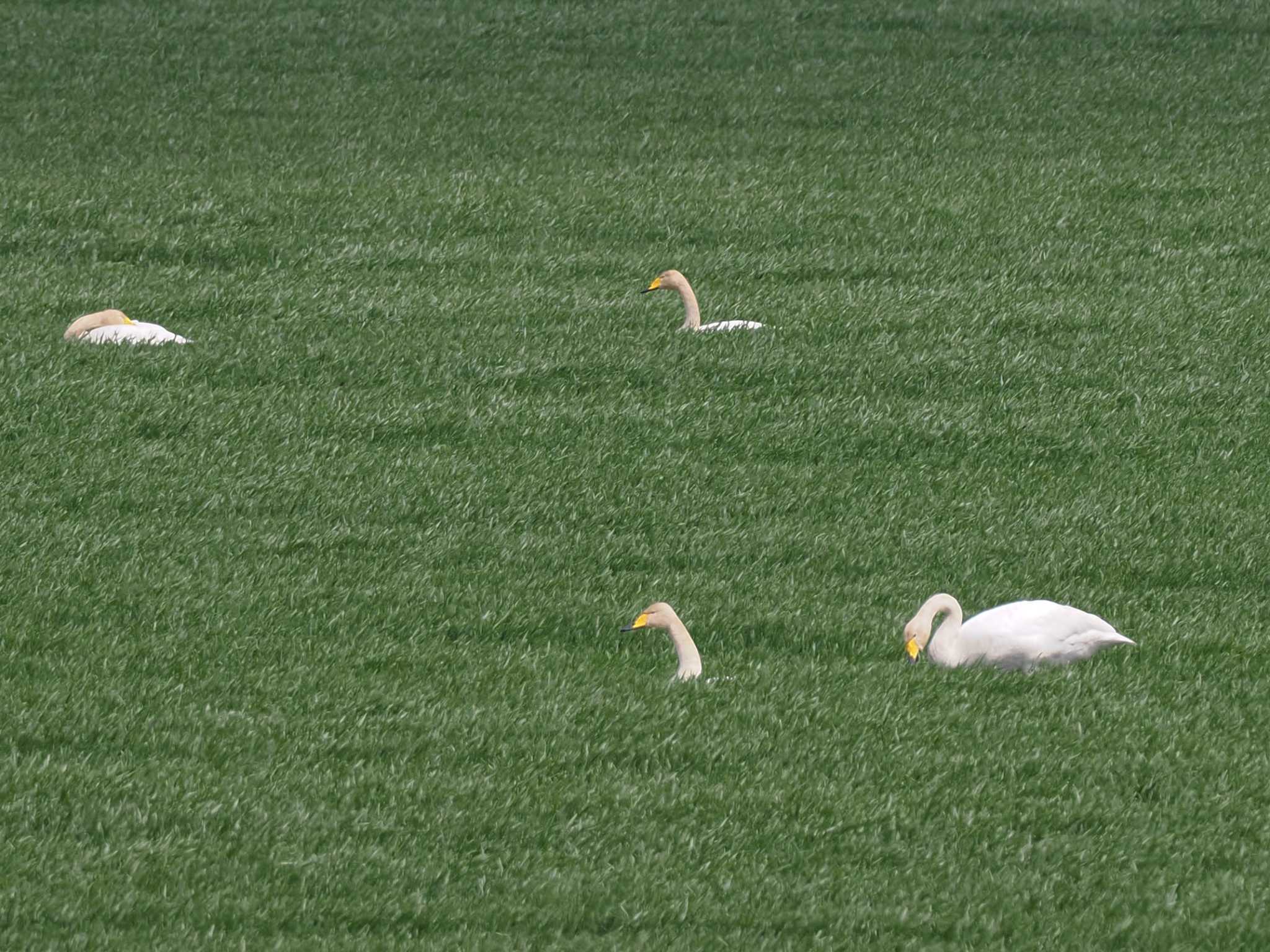 Photo of Whooper Swan at 水と生きものの郷トゥ・ペッ by 98_Ark (98ｱｰｸ)