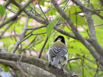 Japanese Tit 東京都稲城市 Sun, 4/23/2023