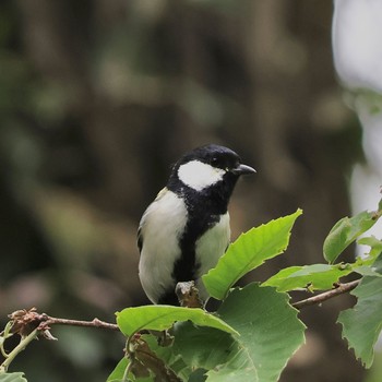 Japanese Tit 片倉城跡公園 Sat, 4/22/2023