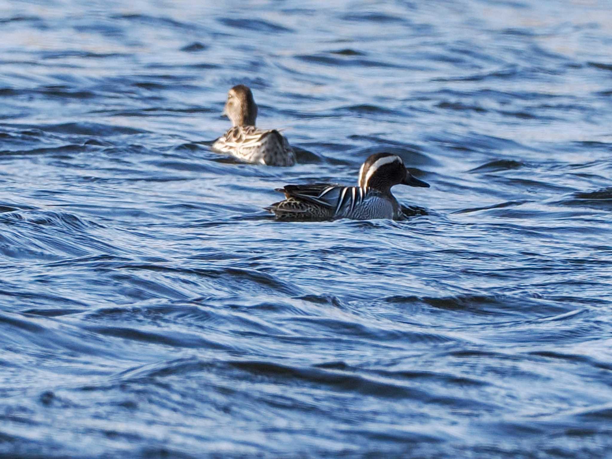 Photo of Garganey at 水と生きものの郷トゥ・ペッ by 98_Ark (98ｱｰｸ)