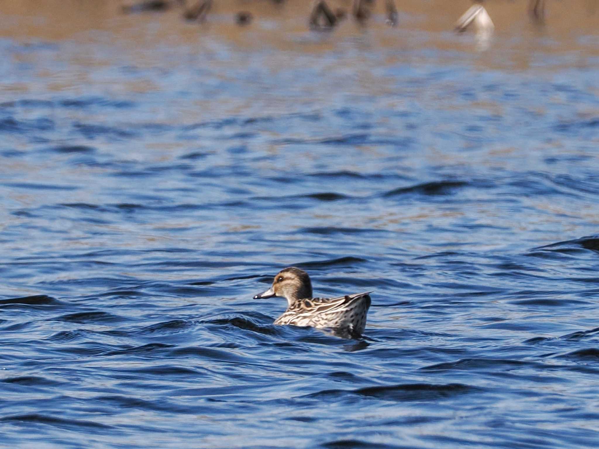 水と生きものの郷トゥ・ペッ シマアジの写真 by 98_Ark (98ｱｰｸ)