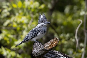 Crested Kingfisher Unknown Spots Sun, 4/23/2023