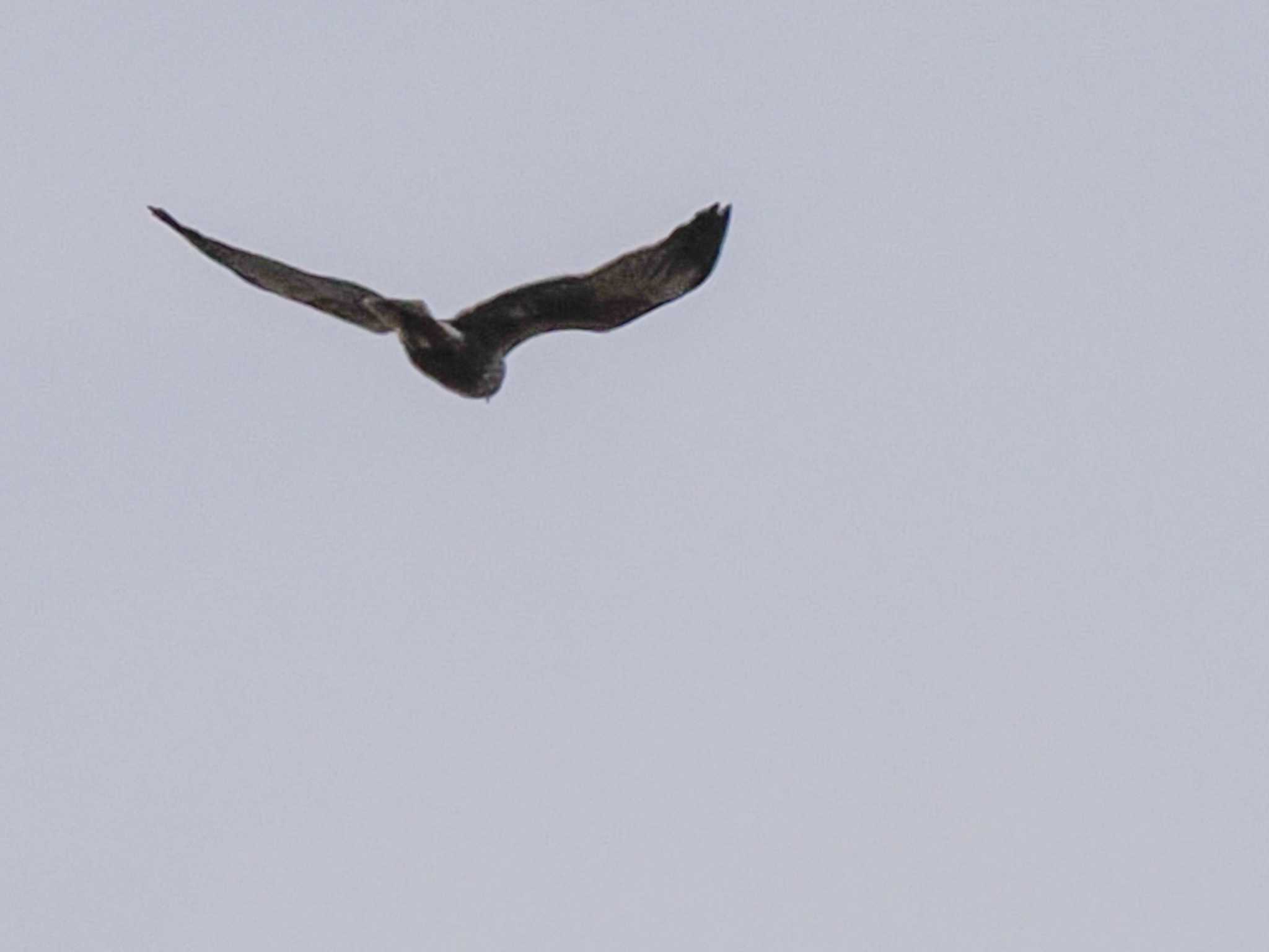 Photo of Eastern Marsh Harrier at 水と生きものの郷トゥ・ペッ by 98_Ark (98ｱｰｸ)