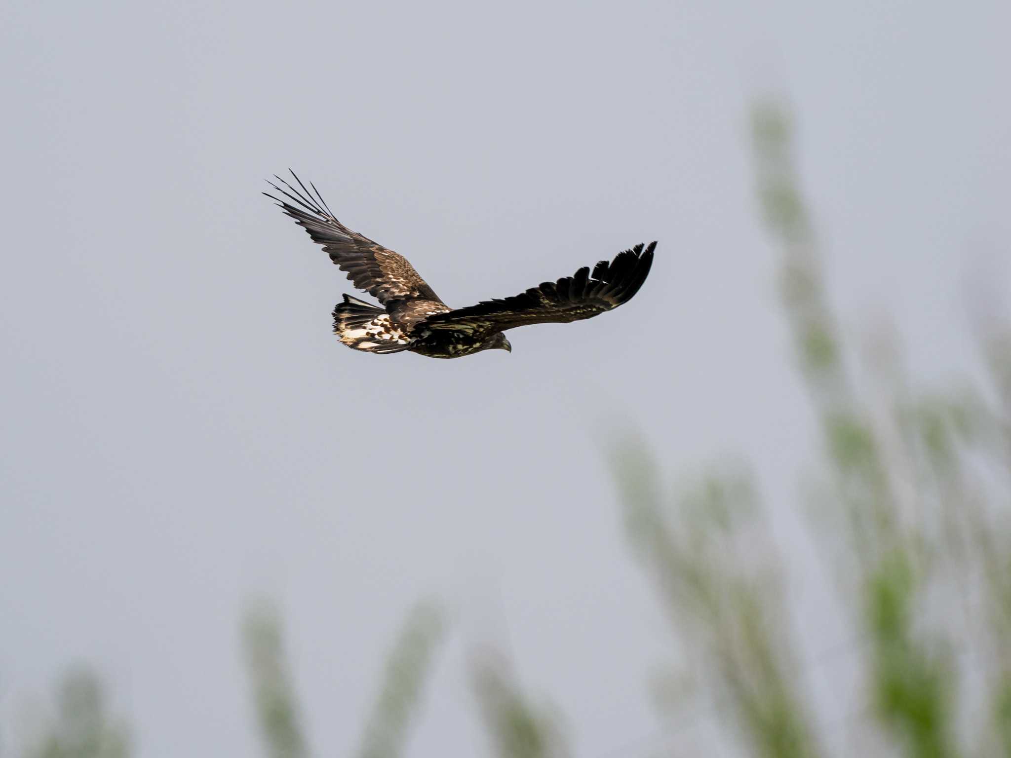 Photo of White-tailed Eagle at 水と生きものの郷トゥ・ペッ by 98_Ark (98ｱｰｸ)