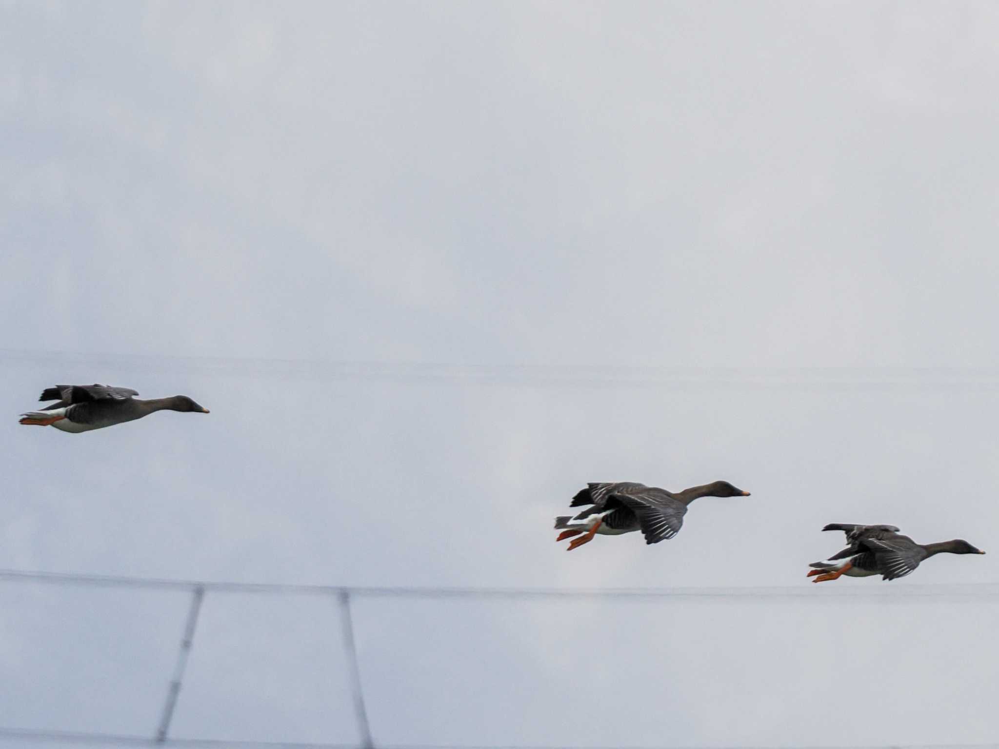 Photo of Taiga Bean Goose at 水と生きものの郷トゥ・ペッ by 98_Ark (98ｱｰｸ)