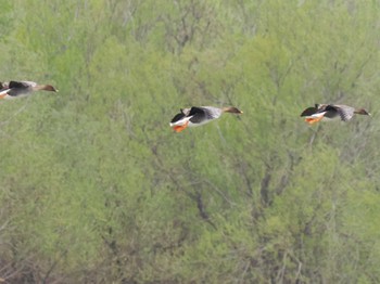 2023年4月23日(日) 水と生きものの郷トゥ・ペッの野鳥観察記録