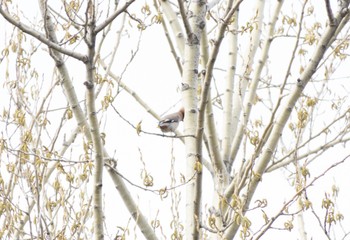 Bohemian Waxwing 札幌市 Sat, 4/15/2023