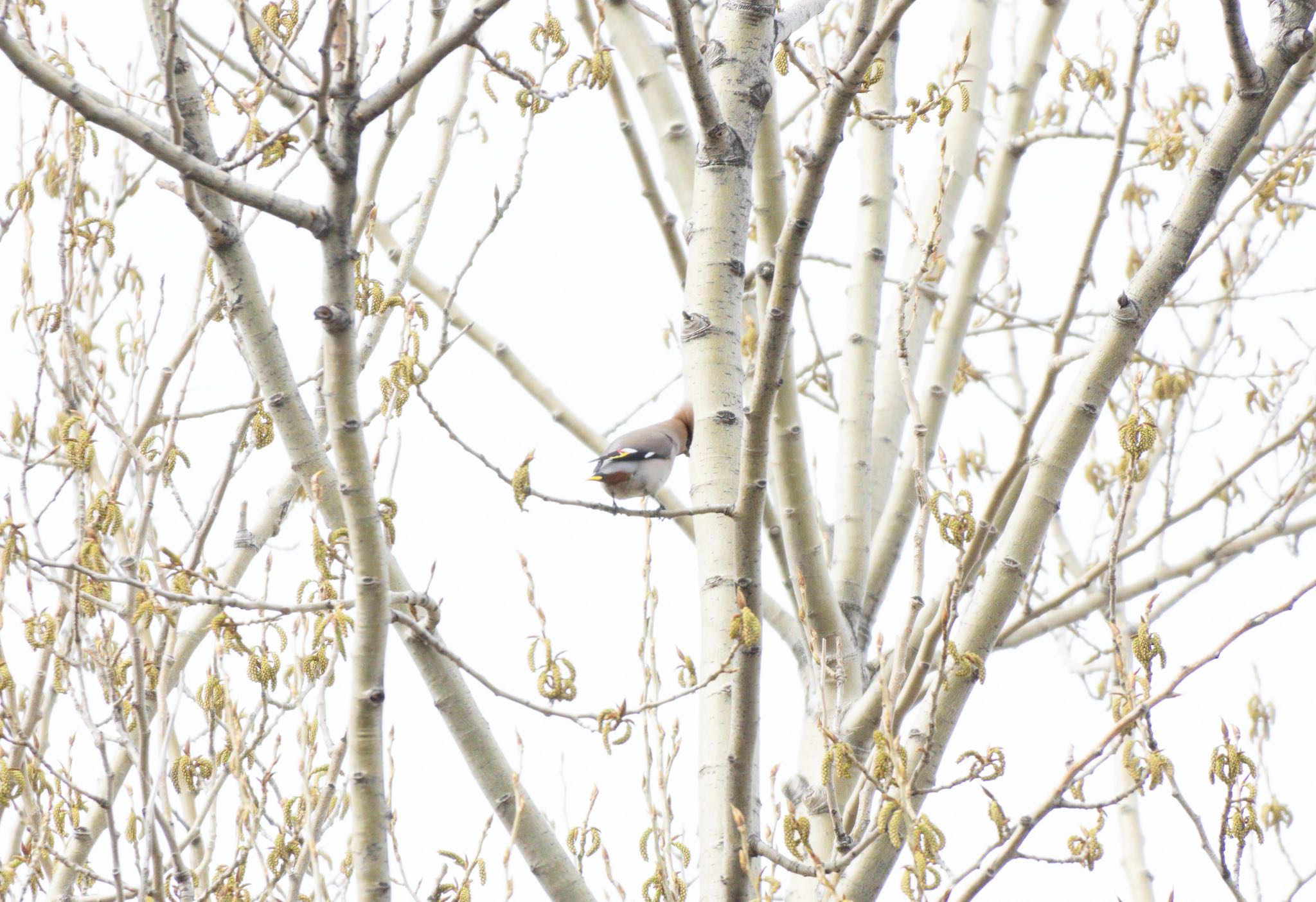 Photo of Bohemian Waxwing at 札幌市 by マルCU