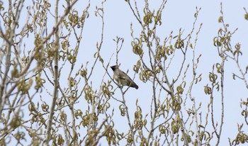 Japanese Waxwing 札幌市 Sat, 4/15/2023