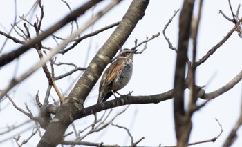 Dusky Thrush 前田森林公園(札幌市) Sat, 4/15/2023