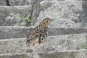 2023年4月23日(日) 大阪府の野鳥観察記録