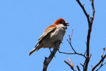 2023年4月22日(土) 戦場ヶ原の野鳥観察記録