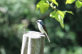 Tiger Shrike