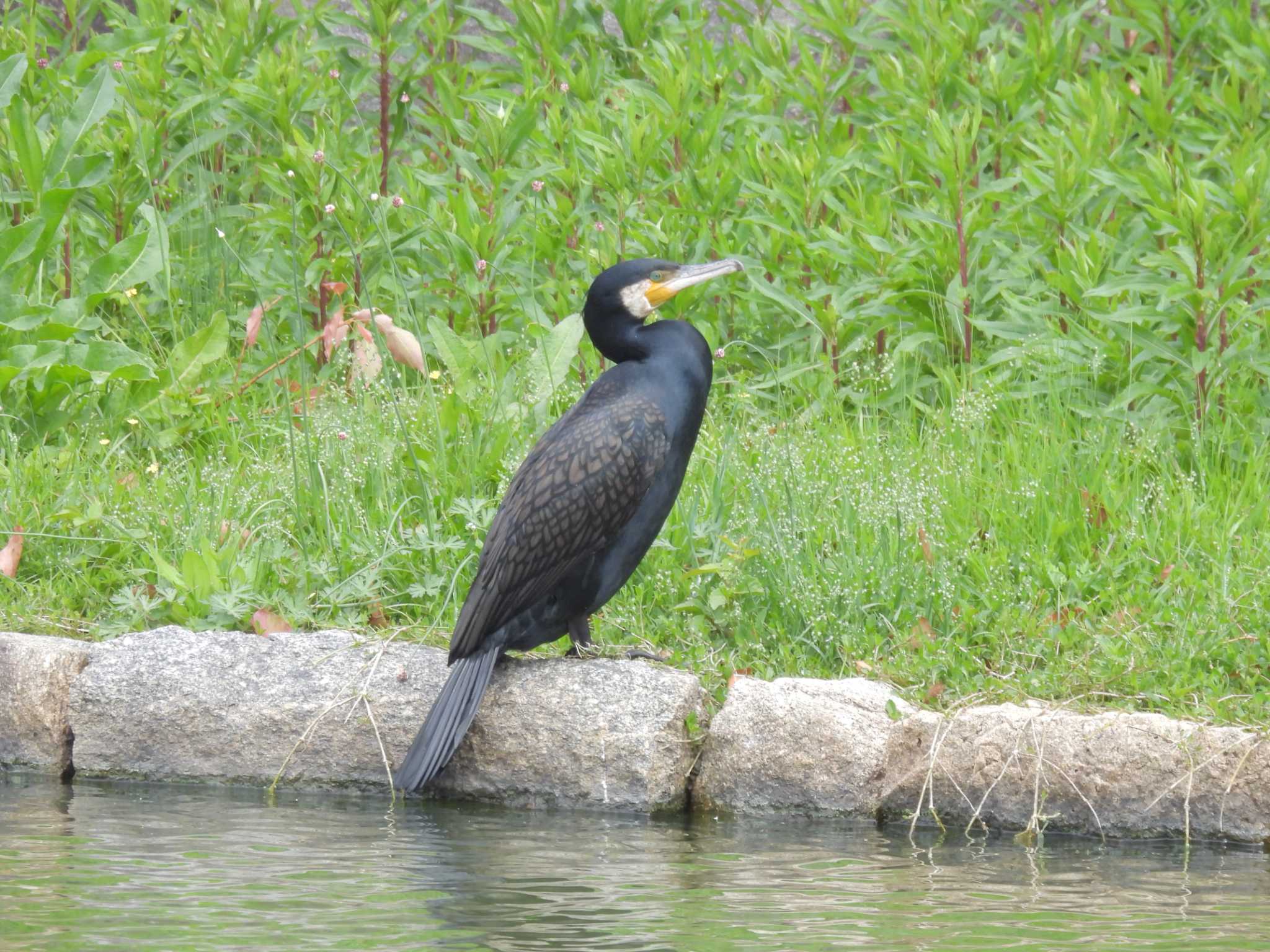 岸和田城 カワウの写真