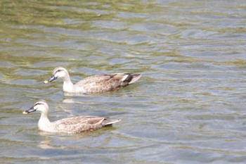 Eastern Spot-billed Duck 芥川 Sat, 4/22/2023