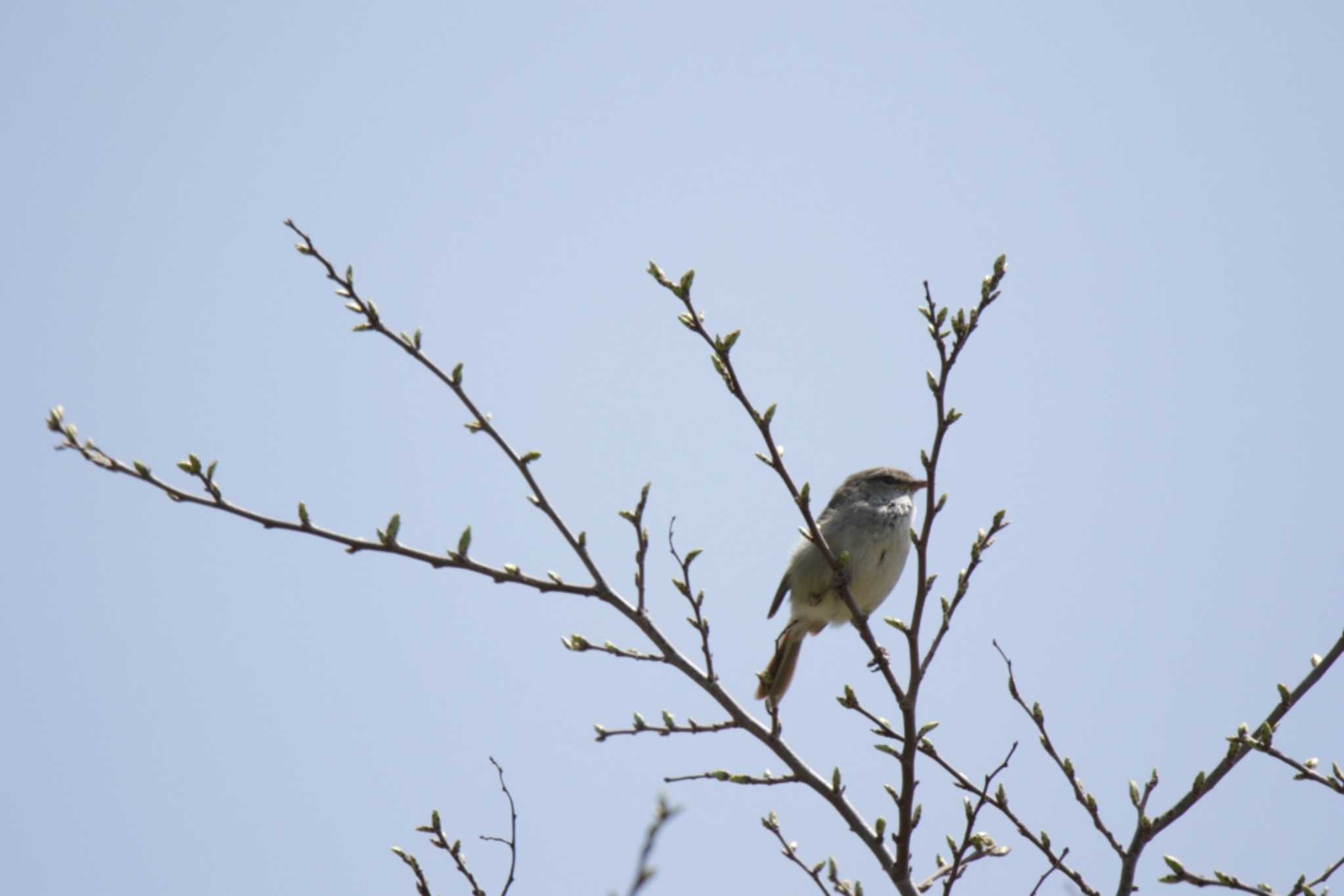 Japanese Bush Warbler