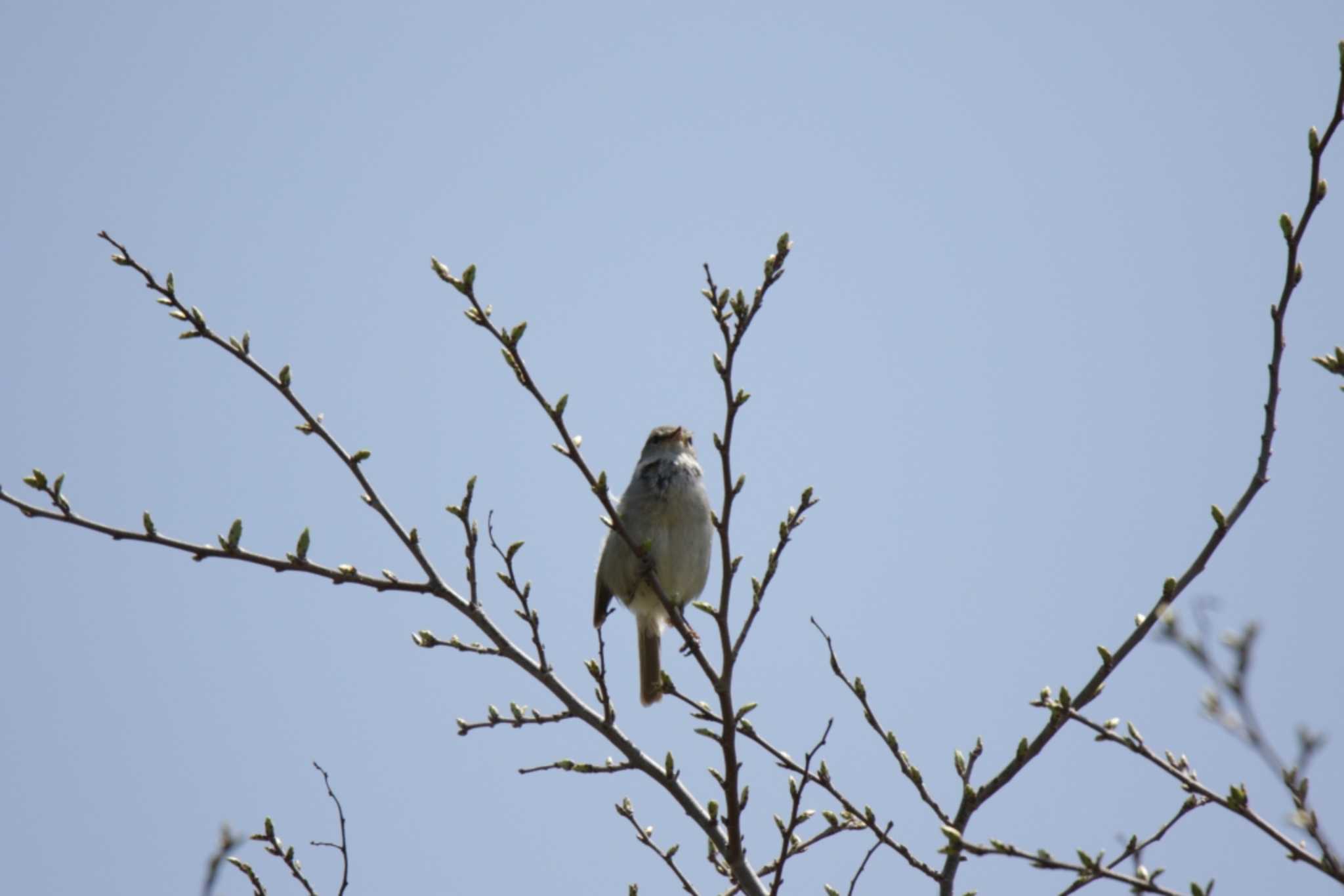 Photo of Japanese Bush Warbler at 芥川 by KAZUSAN