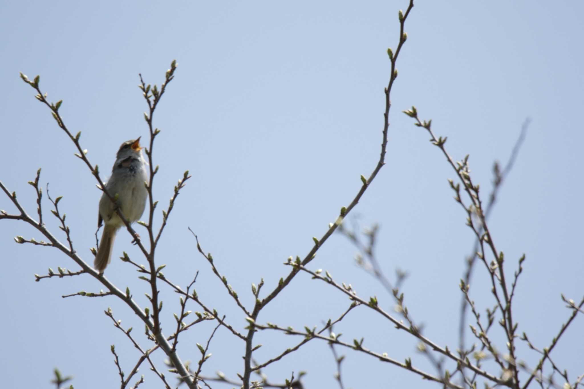 Photo of Japanese Bush Warbler at 芥川 by KAZUSAN